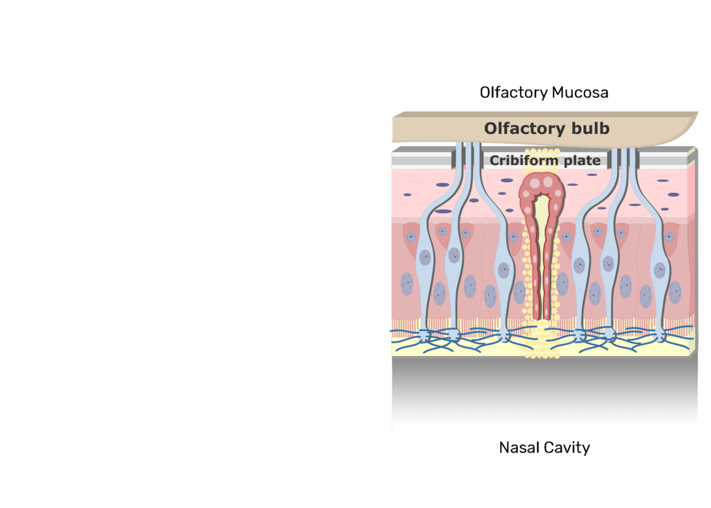 A zoom-in view of the olfactory mucosa unlabeled