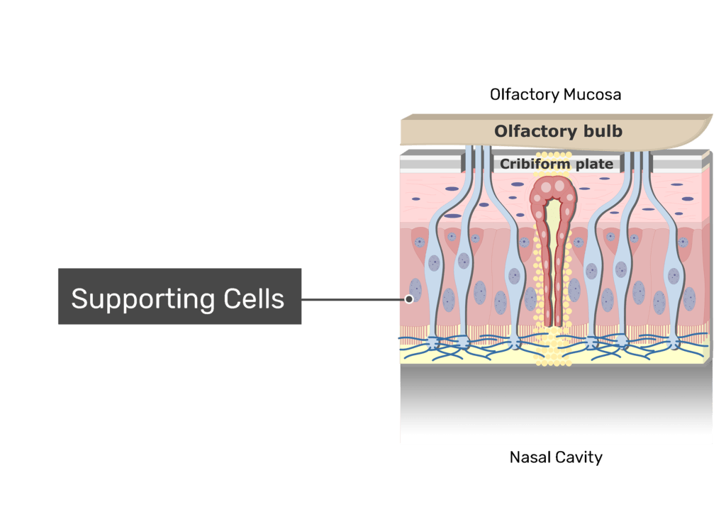 A zoom-in view of the olfactory mucosa demonstrating the supporting cells
