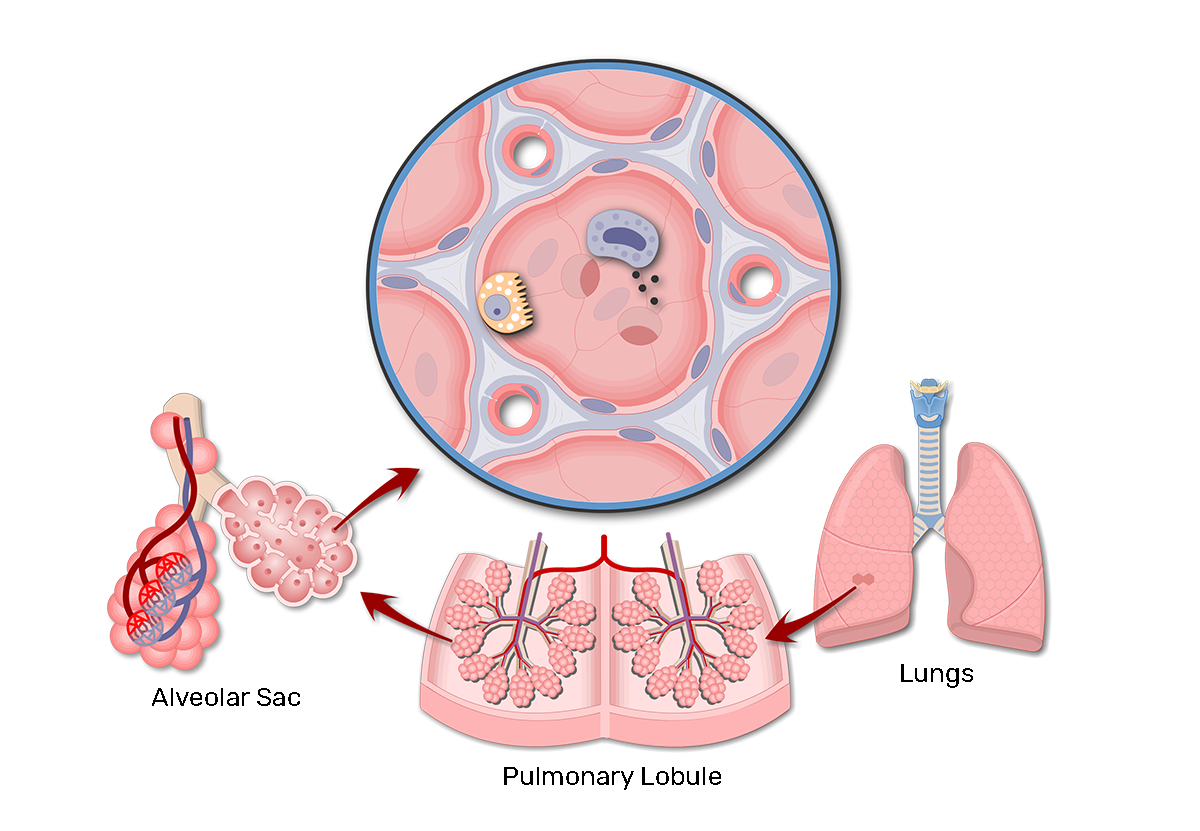 Respiratory Membrane and Gas Exchange