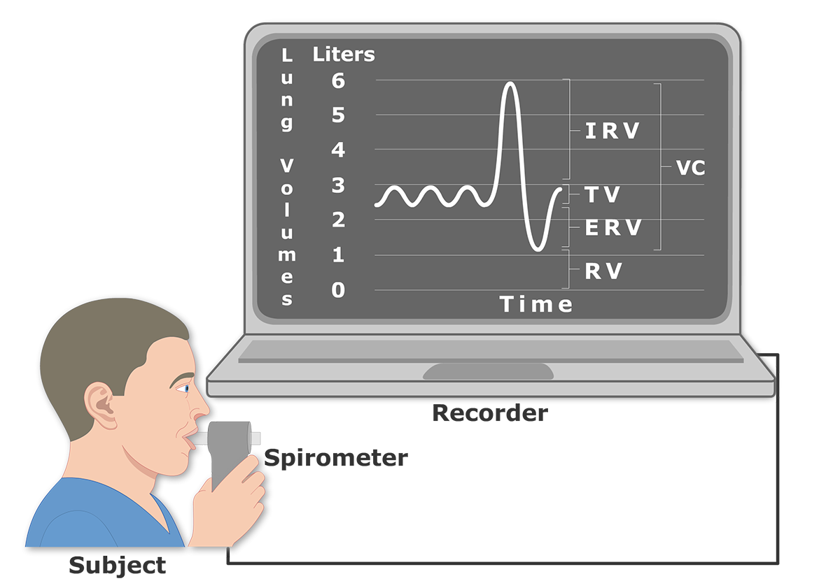 Lung Volumes and Capacities GetBodySmart