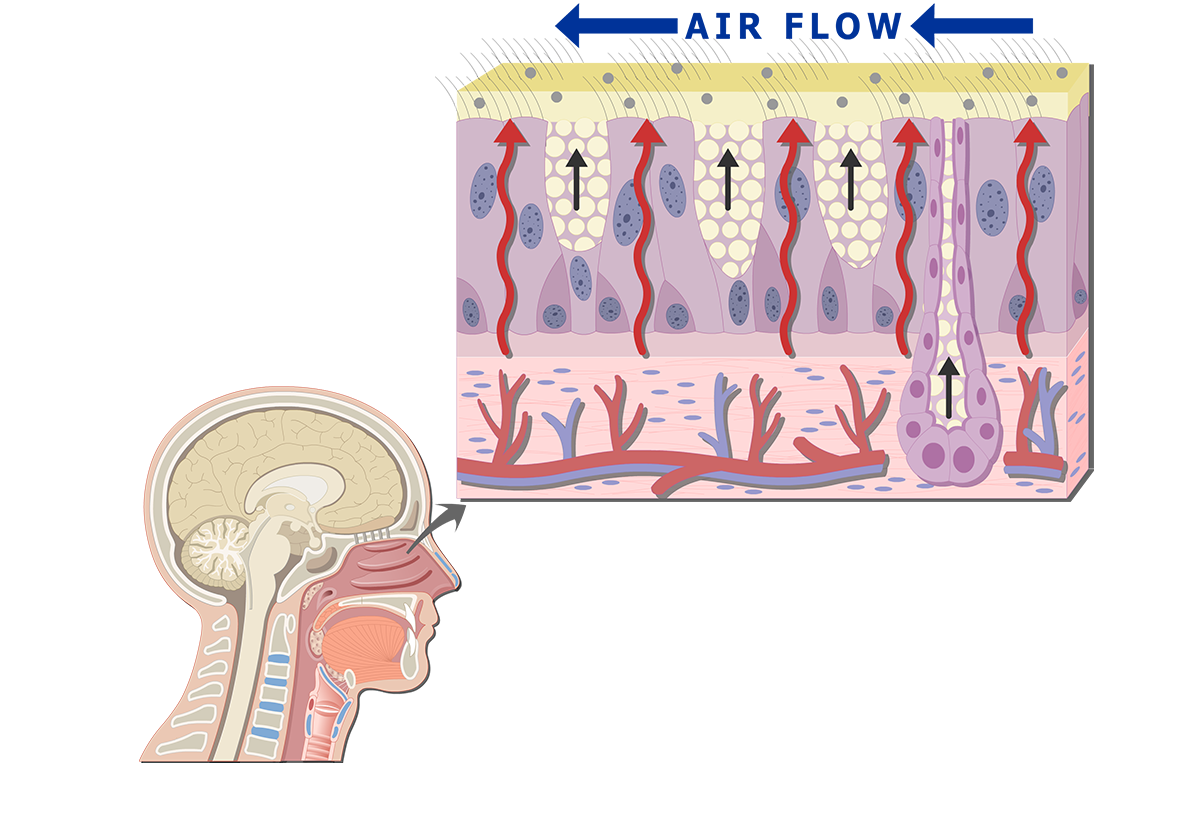 Respiratory Mucosa (Nasal Mucosa) Physiology