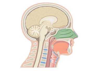 Midsagittal view of the nasal cavity.