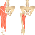 Anterior view of the hip and femur showing the origin and insertion of adductor magnus muscle (on the right side) covered with different superficial muscles on the left side