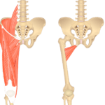 An image showing the anterior view of the lower spinal column, pelvis and the thigh with all anterior thigh muscles on the left and isolated adductor brevis on the right