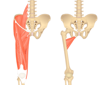 Muscles that act on the Anterior Thigh • Anatomy & Function