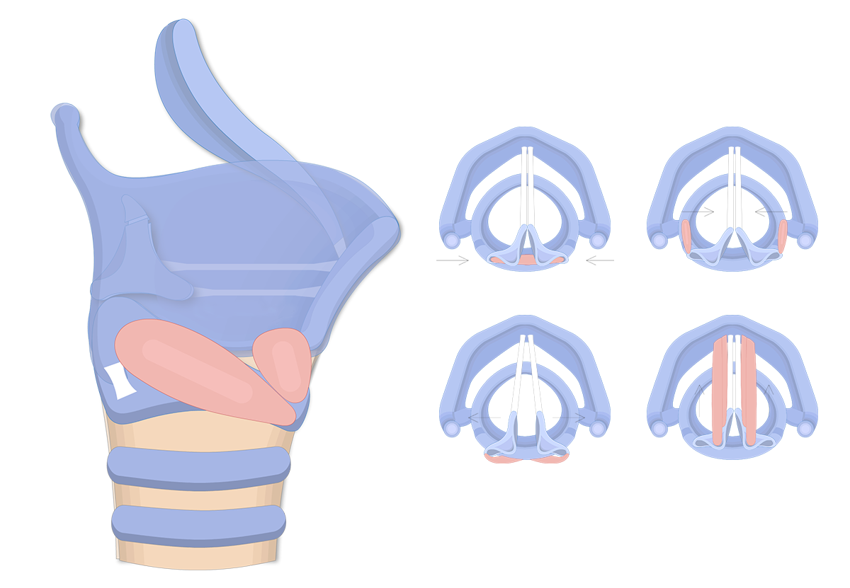 Larnyx Anatomy Quiz Cartilages and Membranes
