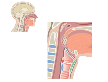 Larynx highlighted in sagittal view of the head