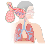 A figure demonstrating the respiratory system including alveoli, lungs, trachea and sagittal view of the mouth.