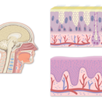 Sagittal view of the head and neck showing the pharynx (left), pseudostratified columnar epithelium (right upper) and nonkeratinizing stratified squamous epithelium (right lower)