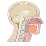 Sagittal view of the head and neck showing different regions of the pharynx highlighted with different colors