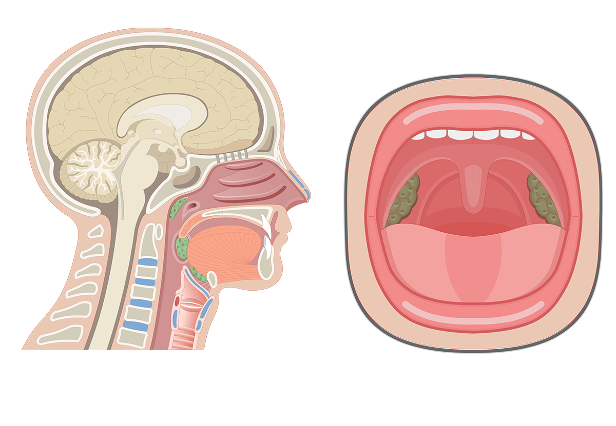 Полость носа и глотки. Анатомия носовых миндалин. Носоглоточная миндалина. Анатомия горла человека.