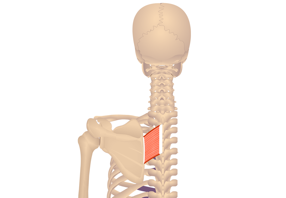 rhomboid major muscle
