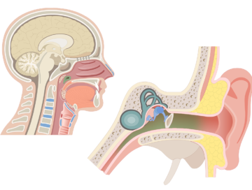 Auditory tube being illustration in two illustrations, sagittal view of the head and neck where it opens in the pharynx (left) and anterior view of the auditory tube along with the middle ear (right)