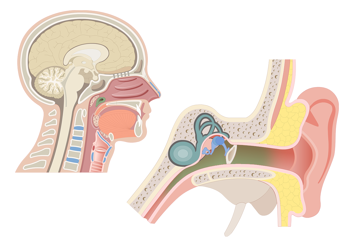 Servicio Enciclopedia Centro de producción Eustachian tube (auditory tube): anatomy and function | GetBodySmart