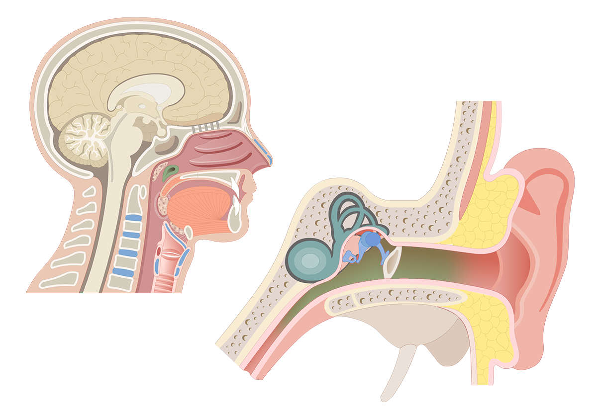 Eustachian Tubes (Auditory Tubes) of the Pharynx