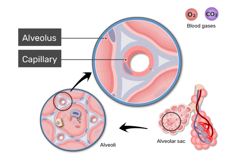 Respiratory System Gas Exchange Diagram Gallery - How To Respiratory System Gas Exchange Diagram Gallery - How To