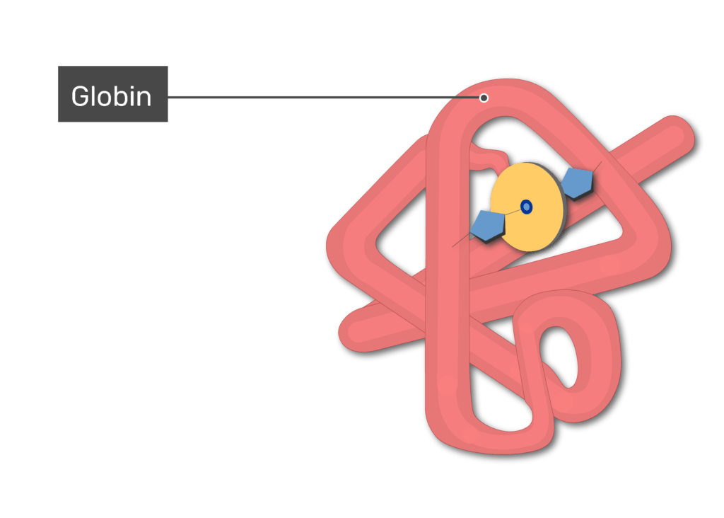 Myoglobin: definition, structure and function | GetBodySmart