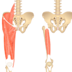 Anterior view of the anterior thigh muscles and their attachments on the hip and femur, and the gracilis alone (right side)