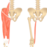 An image showing the bony elements of lower spinal column, pelvis and femur with muscles of anterior thigh on the left and the same bony elements with isolated gracilis on the right.
