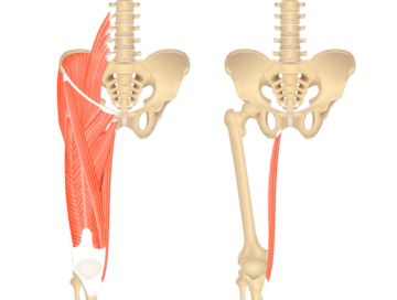 An image showing the bony elements of lower spinal column, pelvis and femur with muscles of anterior thigh on the left and the same bony elements with isolated gracilis on the right.