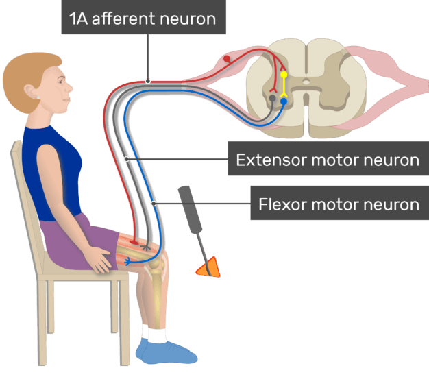 Stretch Reflex (Myotatic Reflex)