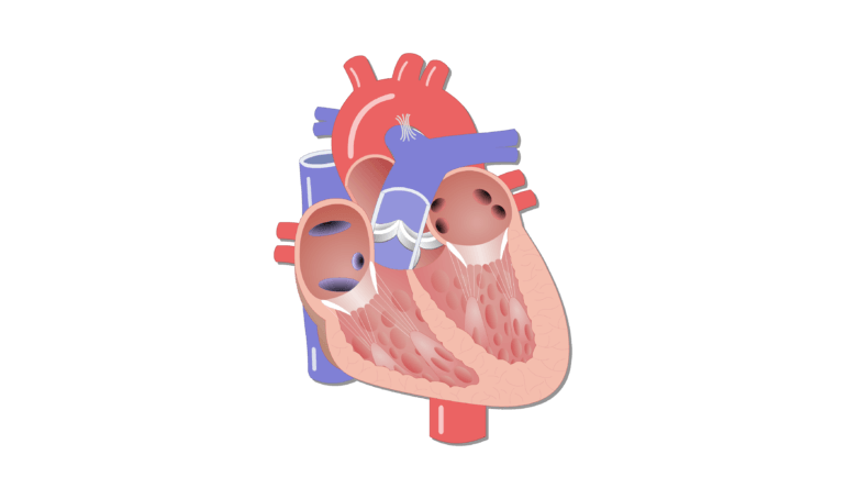 The Heart Chambers and Their Functions