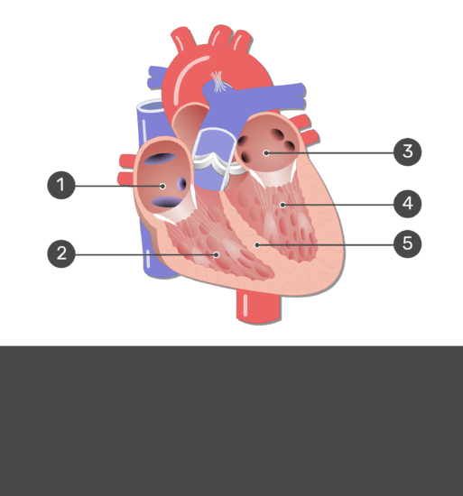 The Heart Chambers And Their Functions
