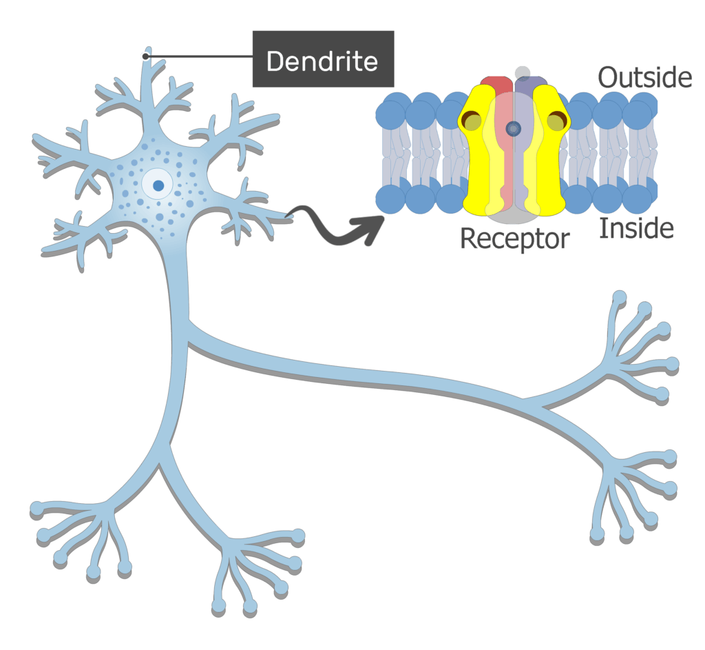 An image showing the ions diffusion through the chemical gates of the dendrites