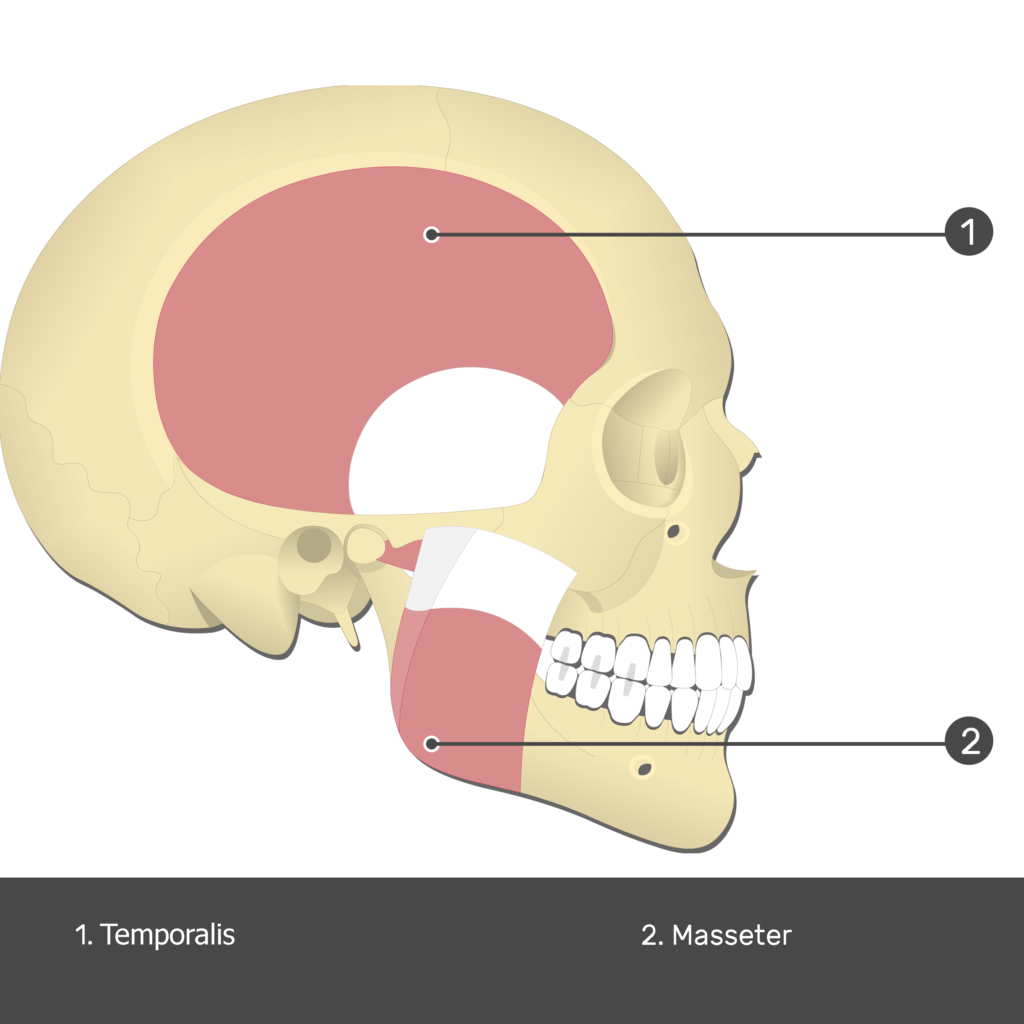 Lateral Pterygoid Muscle - Test yourself 1