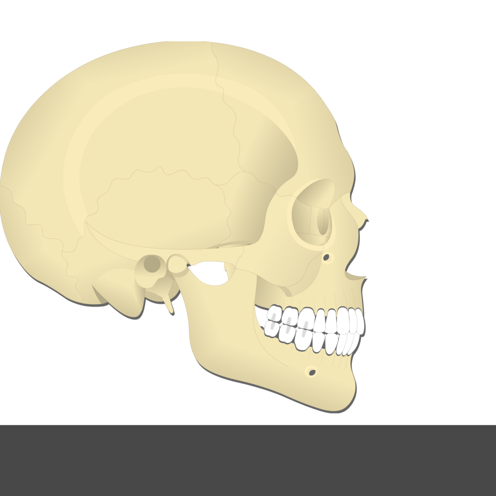 Lateral Pterygoid Muscle - Test yourself 10