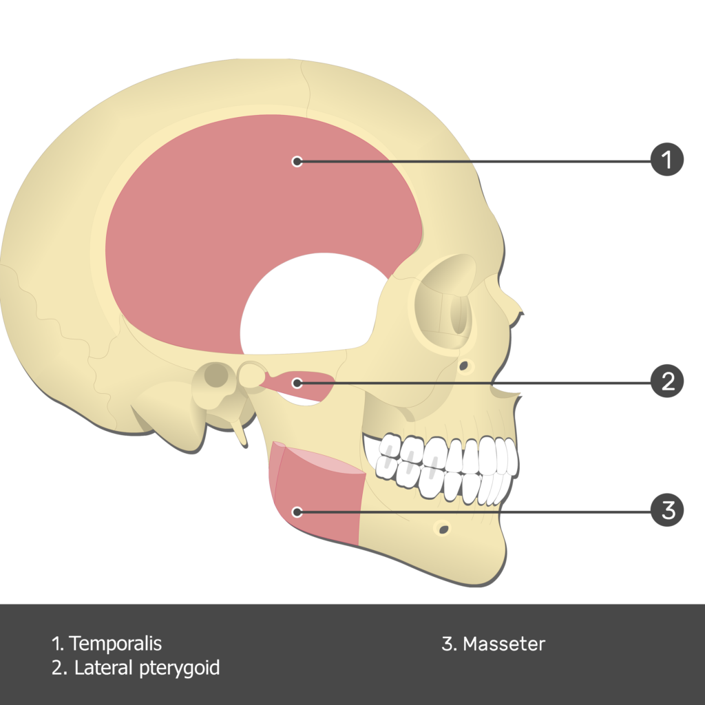 Lateral Pterygoid Muscle - Test yourself 2