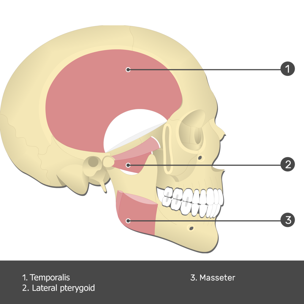 Lateral Pterygoid Muscle - Test yourself 4