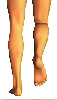 Leg flexion (4)