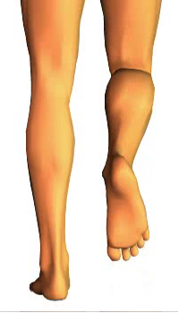 Leg flexion (5)