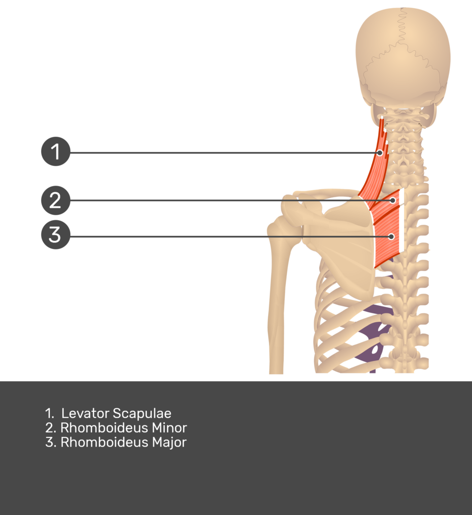 Posterior view of levator scapulae labeled: Levator scapulae and rhomboideus minor and major
