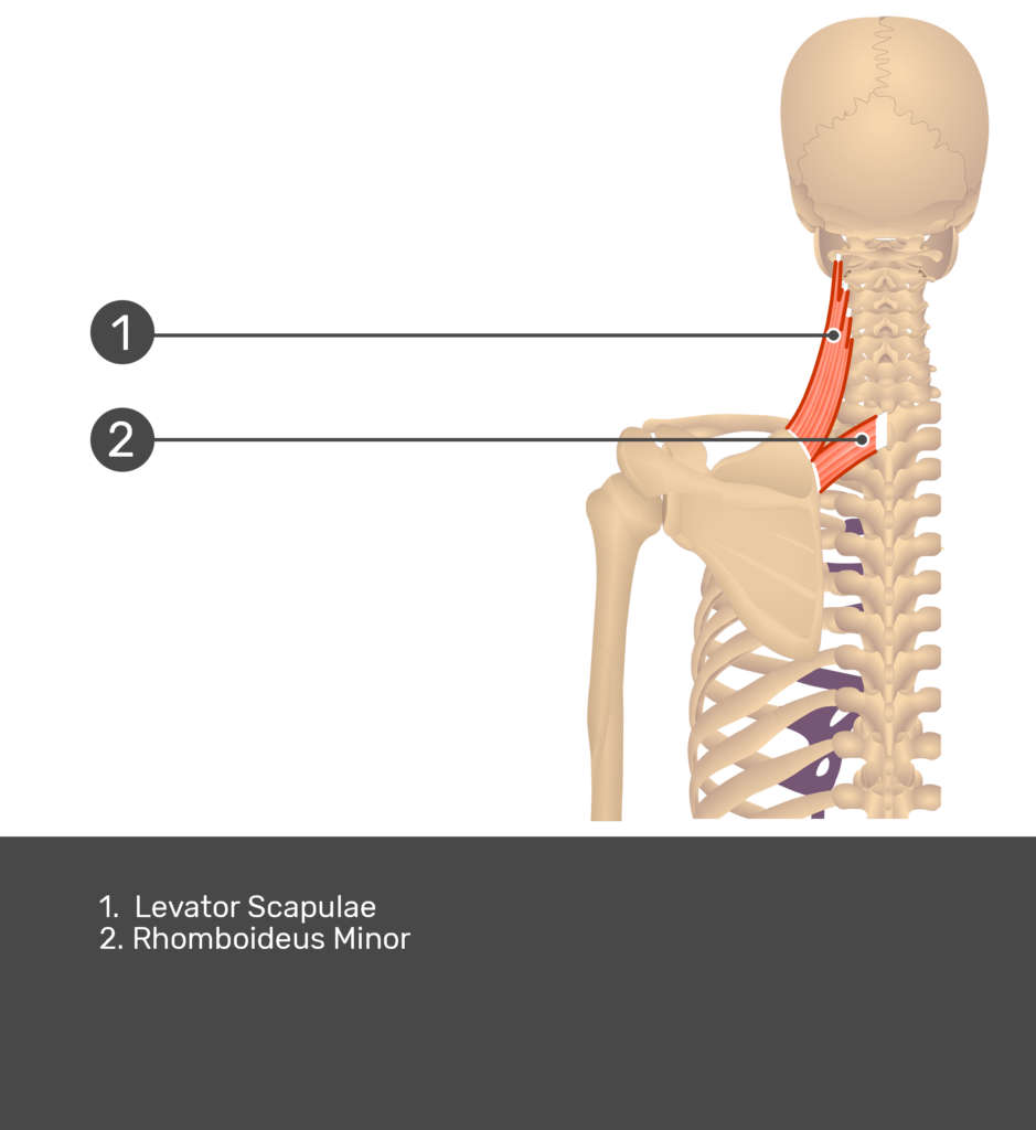 Posterior view of levator scapulae labeled: Levator scapulae and rhomboideus minor