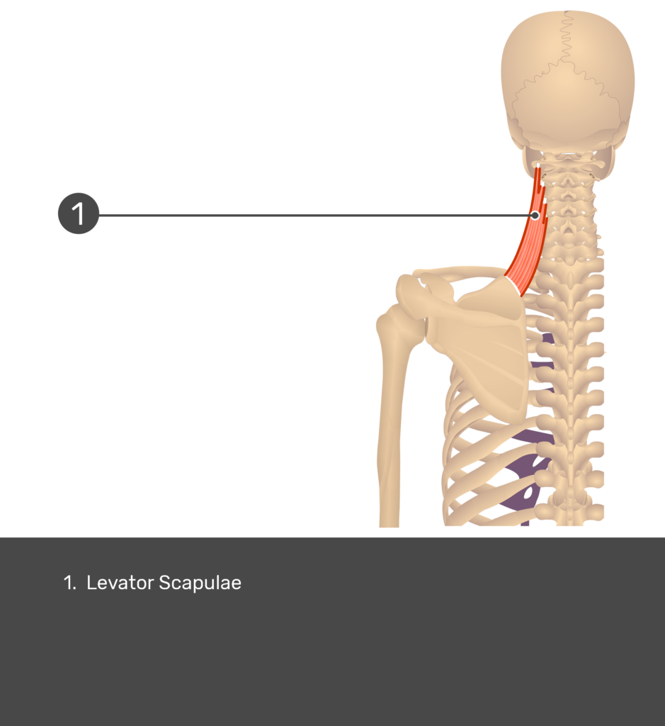 Posterior view of levator scapulae labeled: Levator scapulae