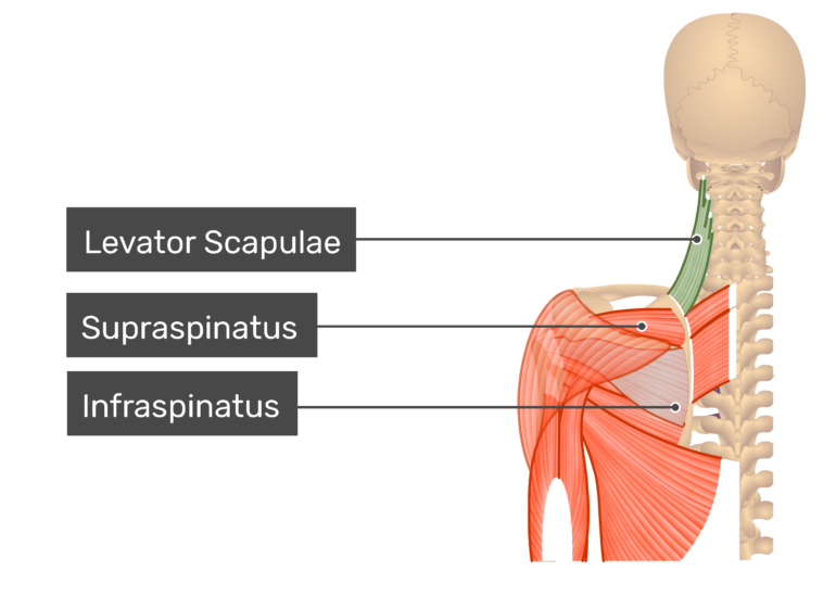 Levator scapulae muscle. Levator scapulae мышца. Rhomboid Minor мышца. Мускулюс Леватор Скапуле.