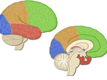 An image showing the lobes of the cerebrum colored, lateral view of the right hemisphere and medial view of the left hemisphere