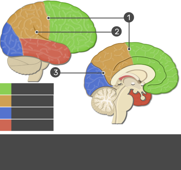 Cerebral Cortex - Lobes, Fissures, Gyri, and Sulci