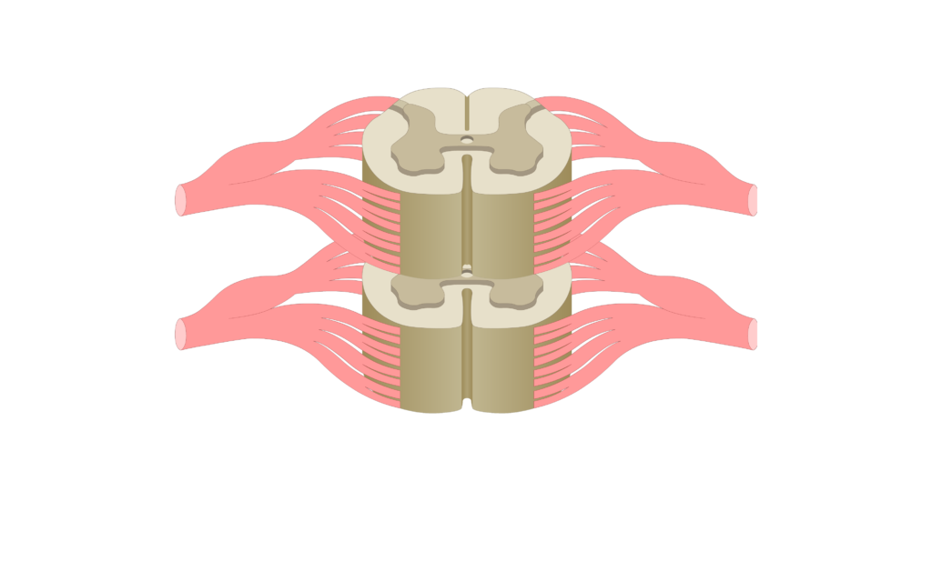 Cross section of the spinal cord showing 2 lumbar segments, gray matter, white matter and spinal nerve