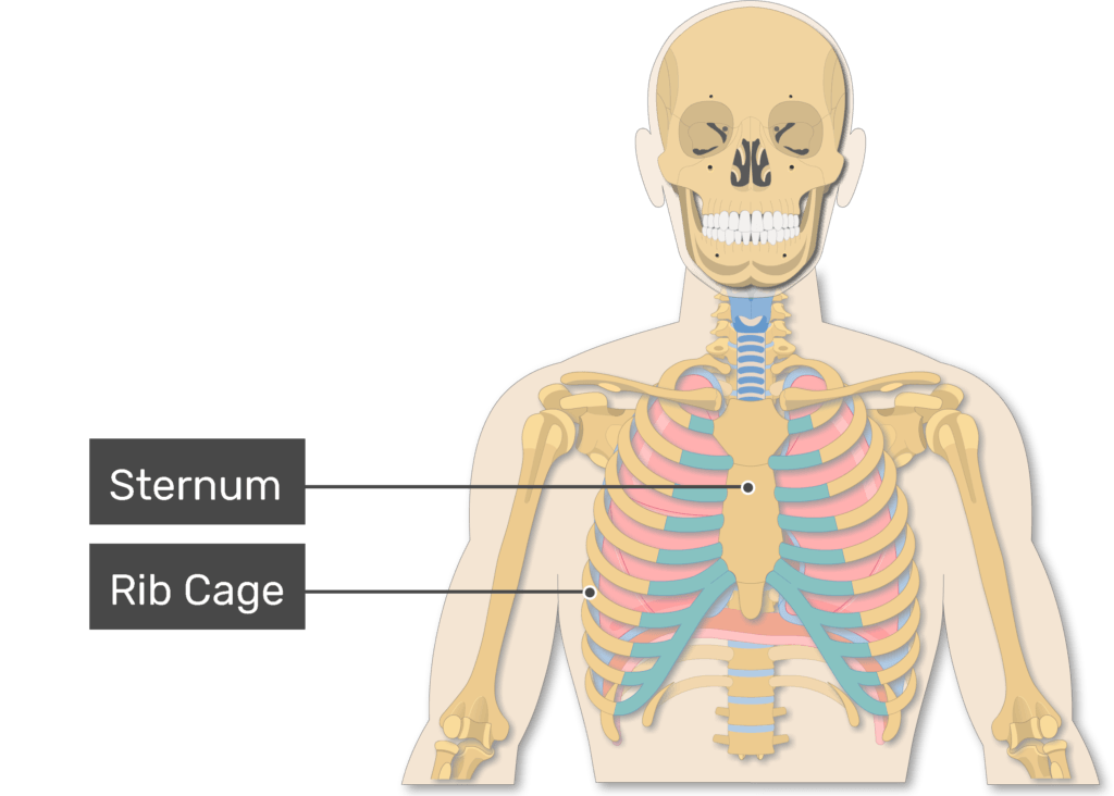 lungs and diaphragm diagram