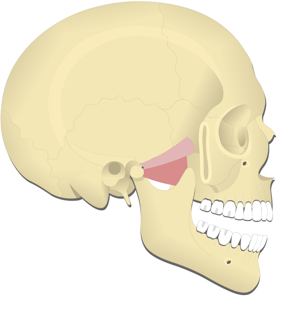 Mandible depression (3)