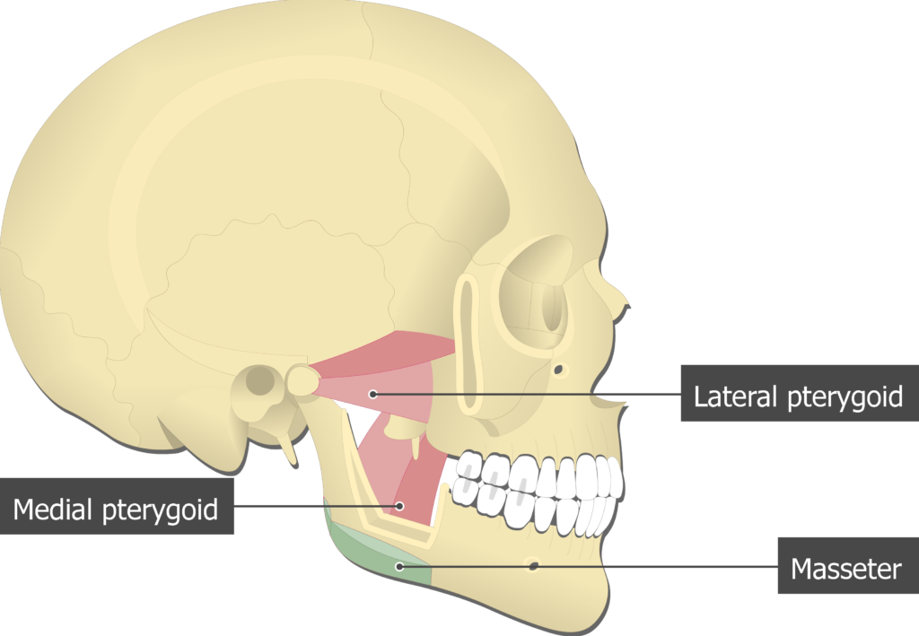 Masseter Muscle - Attachments, Actions & Innervation | GetBodySmart