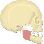 Masseter Muscle - Featured