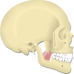 Medial Pterygoid Muscle - Featured