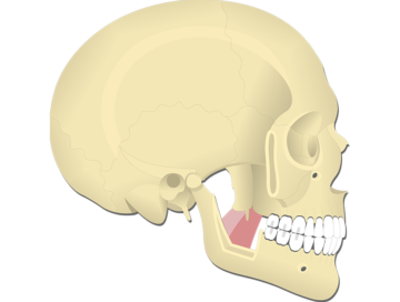 Medial Pterygoid Muscle - Featured