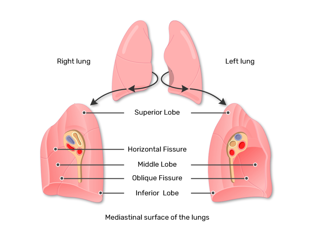 Lung Anatomy Fissures The Right Upper Lobe Of The Lung 3D Anatomy Mediastinal Surface Of The Lungs B 1024x732