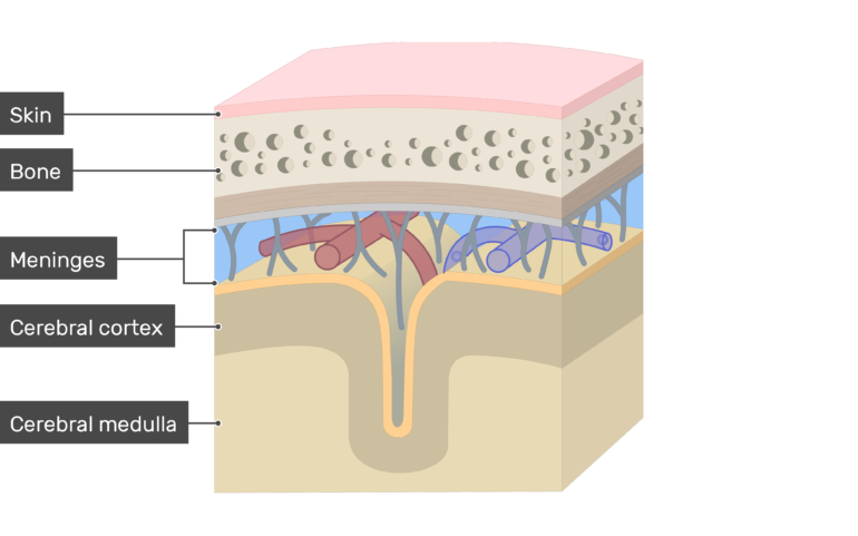 Meninges of the Brain | An illustrated review diagram of the meninges 