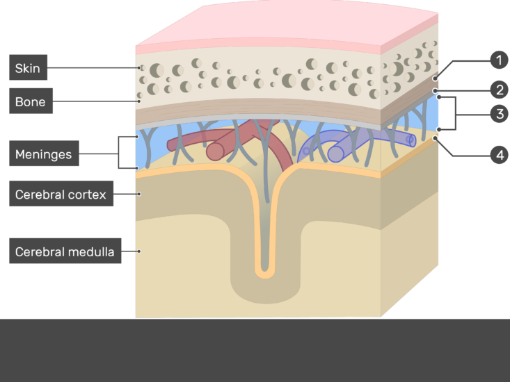 Meninges Of The Brain An Illustrated Review